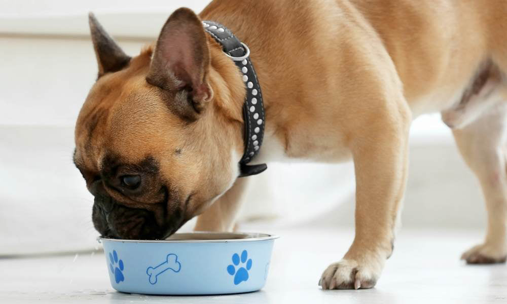 Dog eating for a blog Why Dogs Shouldn’t Exercise After Eating